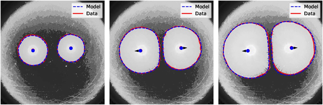 Three grayscale petri-dish frames showing two growing bacterial colonies, with dashed model contours closely tracking solid data contours and the boundary between the colonies flattening as they meet.